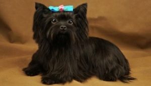 Black Yorkshire Terrier: a description of the appearance and features of the content