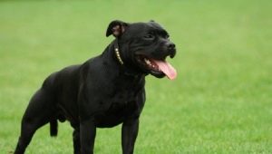 Black Staffordshire Terrier: how to look and how to care for him?