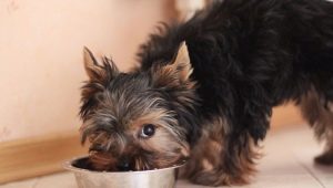 How and what to feed the Yorkshire terriers?