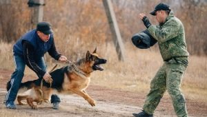 How to train your dog team Fas?