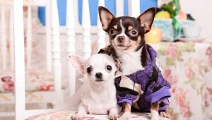 Description of breeds dogs, which not smell dog