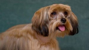 Petersburg orchids: features of the dog breed, temperament and care