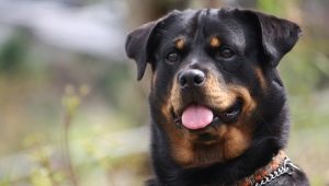 Rottweiler: breed characteristics and content rules
