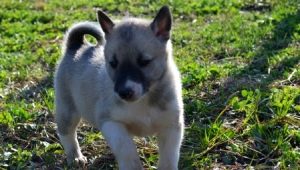 Husky puppies in 1-2 months: characteristics, food, walks and training