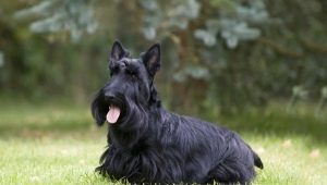 Scottish Terrier: description of the breed and the nuances of its content