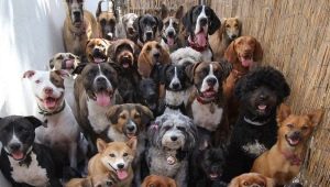 List of dog nicknames for the letter D