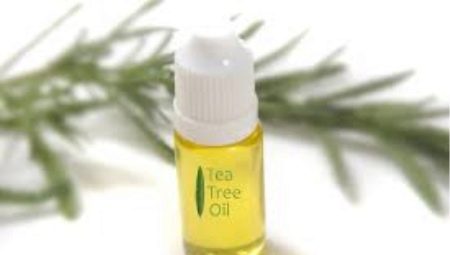 Tea tree oil: the benefits and harm, subtleties of choice and application