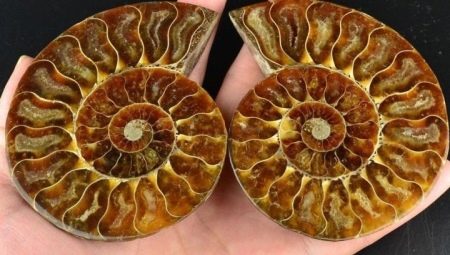Ammonite: what does it look like and what properties does it have?