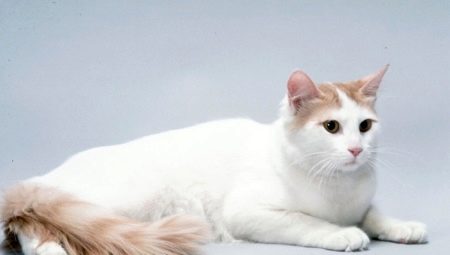 Anatolian cats: breed description, content features