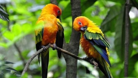 Arating: characteristics, types, rules of care