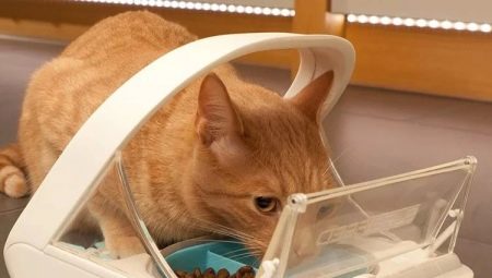 Automatic feeders for cats: types, selection rules and production