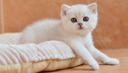 White British cats: breed description and content
