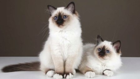 Burmese cats: features, choices and care