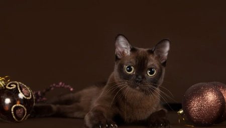 Burmese cat: description of the breed and character, conditions of detention