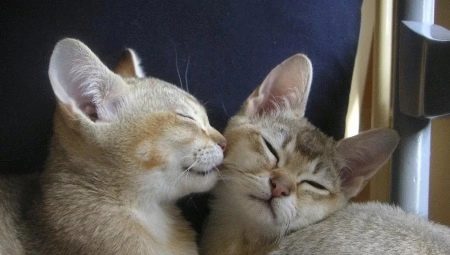 Burmilla: cat characteristics, conditions of detention and breeding