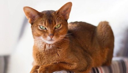 What and how to feed the Abyssinian cats and cats?