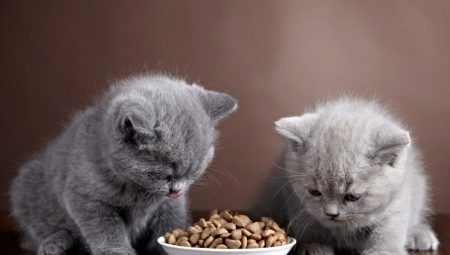 What to feed British kittens?