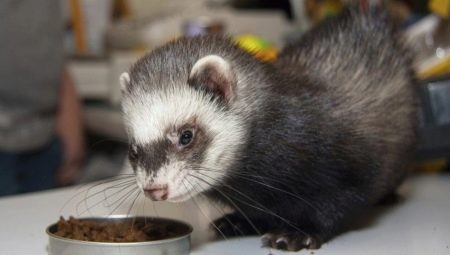 What do ferrets eat?