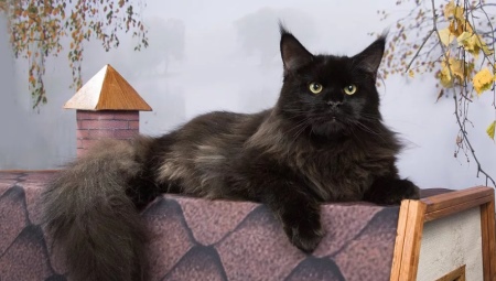 Black Maine Coon: types and details of care