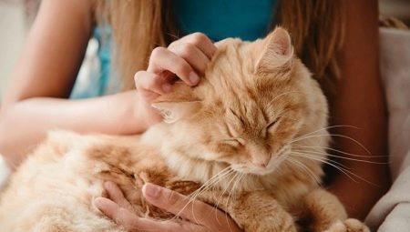 What can you give a cat?