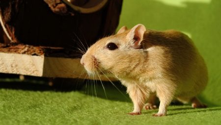 Domestic rodents: description, types and rules of content