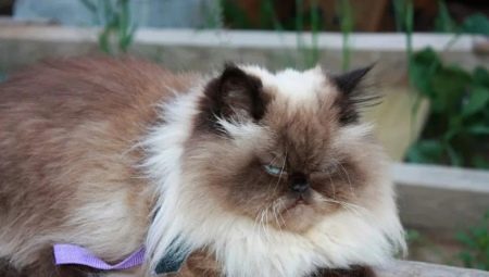Himalayan cats: characteristics, varieties, choices and rules of care