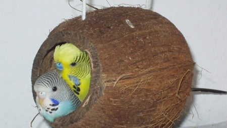 Nest for wavy parrots: features of choice and rules of making
