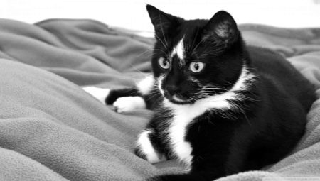 Names for cats and cats black and white color