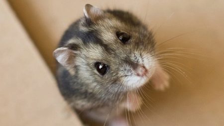 What is the name of the Dzhungar hamster?