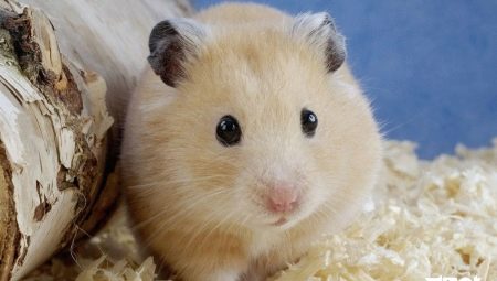 How to determine the sex of the hamster?