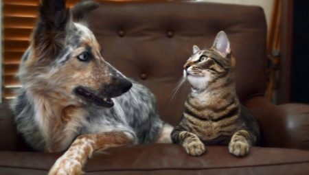 How to make friends a cat with a dog in the apartment?