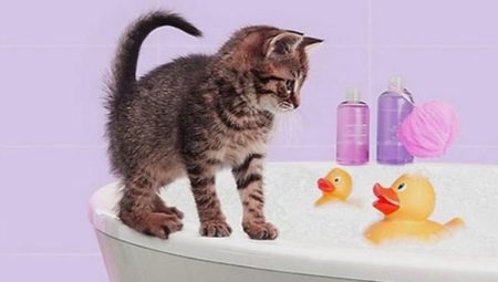 How to bathe the kitten for the first time and at what age can you start?