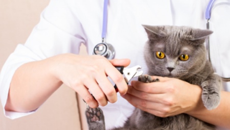 How to cut the claws of a cat and a cat with a claw cutter?