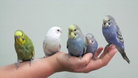 How to tame a wavy parrot to the hands?