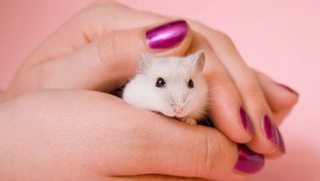 How to teach hamster to hand?