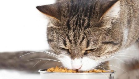 How to teach a cat to dry food?