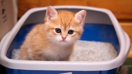 How to teach a kitten to the tray?