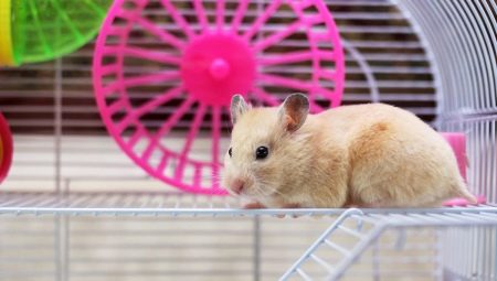 How to make a cage for a hamster with your own hands?
