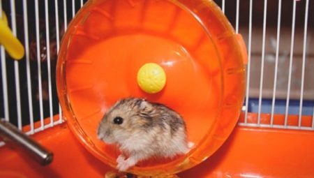 How to make a wheel for a hamster with your own hands?