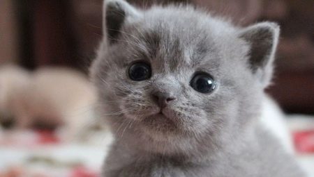 How to care for a British kitten and an adult cat?