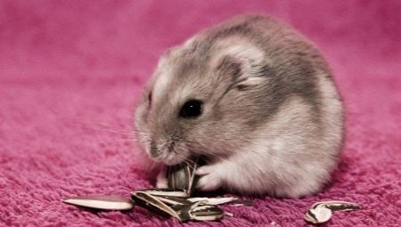 How to care for a hamster?