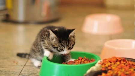 How to choose food for kittens under the age of one year?