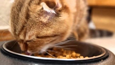 Canadian cat food: features and manufacturers rating