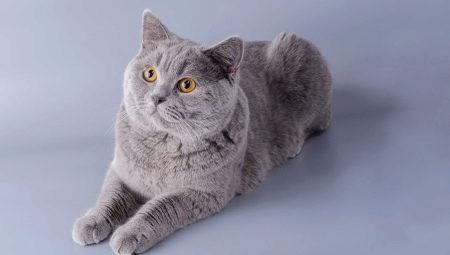 Cartesian cats: breed features, nature and rules of care