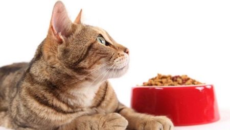 Cats for cats: the differences and nuances of choice
