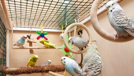 Cages for wavy parrots: the choice, arrangement, installation and care