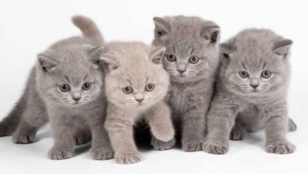 Food for British kittens: types and features of choice