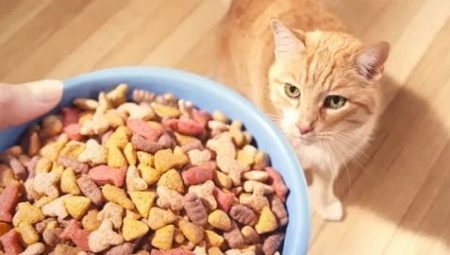 Cat food premium: components, brands, choice