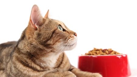 Holistic-class cat food: manufacturers rating and selection rules