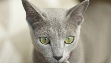 Cats that do not shed: breed name and description